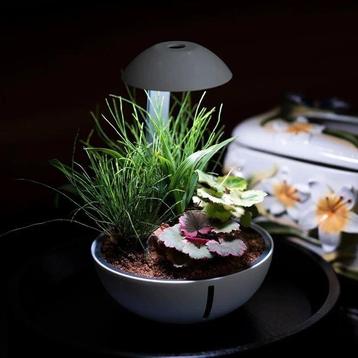 chichiros Tiny Terrarium Egg (lamp) Nieuw in verpakking  beschikbaar voor biedingen