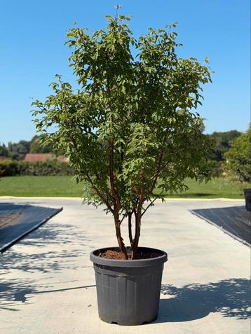 Acer Griseum beschikbaar voor biedingen