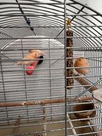 Kanari jongen roze, Dieren en Toebehoren, Vogels | Kanaries, Geslacht onbekend, Kleurkanarie