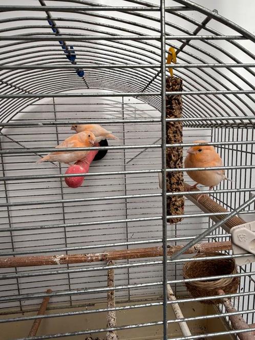 Kanari jongen roze, Dieren en Toebehoren, Vogels | Kanaries, Kleurkanarie, Geslacht onbekend