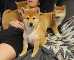 op boerderij gekweekte shiba inu puppy's beschikbaar, Dieren en Toebehoren, België, Fokker | Hobbymatig, Overige rassen, CDV (hondenziekte)