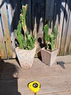 Cactus, Ophalen of Verzenden, Zo goed als nieuw
