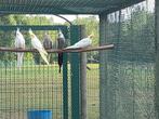 3 jonge valkparkieten te koop, Dieren en Toebehoren, Vogels | Parkieten en Papegaaien, Parkiet