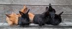Konijntjes, Dieren en Toebehoren, Konijnen