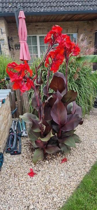 Canna Red Velvet en Canna Pretoria  beschikbaar voor biedingen