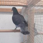3 postduiven, Animaux & Accessoires, Oiseaux | Pigeons
