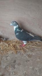 Prachtige marathon duiver met pedigree, Dieren en Toebehoren, Vogels | Duiven