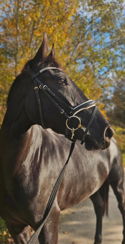 Merrie te koop - geschikt als weidemaatje/draagmoeder, Animaux & Accessoires, Chevaux, Jument, B, 3 à 6 ans, Cheval de récréation