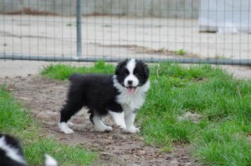 Australian Shepherd pups geboren op boerderij  beschikbaar voor biedingen