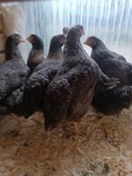 vleeshaantjes 3 maand 2 kg kabir , cou nu , koekoek, Dieren en Toebehoren, Mannelijk, Kip