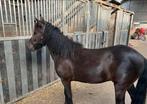 A pony ruin, Gechipt, Ruin, Niet van toepassing, A pony (tot 1.17m)