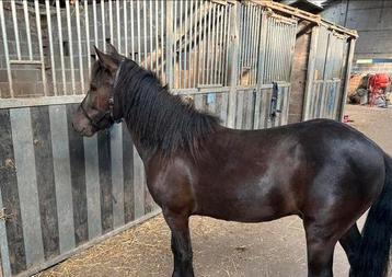 A pony ruin beschikbaar voor biedingen