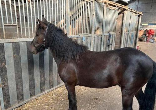 A pony ruin, Dieren en Toebehoren, Pony's, Ruin, Niet van toepassing, A pony (tot 1.17m), Tuigpony, 3 tot 6 jaar, Gechipt, Ontwormd