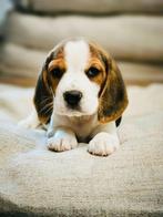 Beagle pupjes ,hier geboren te koop, Dieren en Toebehoren, Honden | Beagles, Bassets en Lopende honden, CDV (hondenziekte), Meerdere