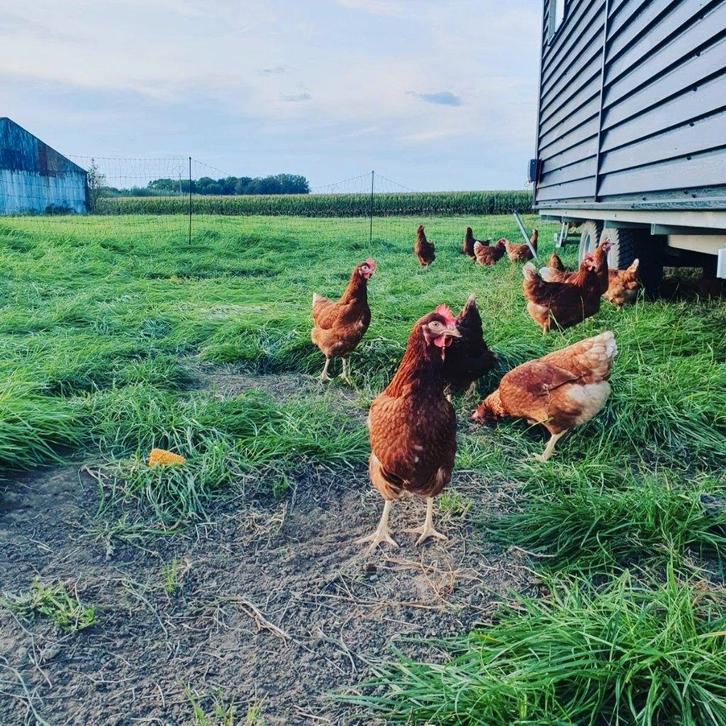 Verkoop van leghennen, Dieren en Toebehoren, Overige Dieren, Vrouwelijk, Augustus