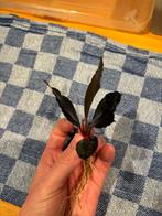 Bucephalandra 'Dark Afika', Ophalen of Verzenden, Plant(en), Steen of Hout