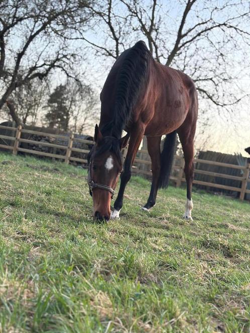 Bijrijder/verzorger gezocht, Dieren en Toebehoren, Paarden, Merrie