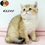 Britse Korthaar (Chinchilla Gold) kittens te koop, Dieren en Toebehoren, Meerdere dieren, Gechipt, 0 tot 2 jaar