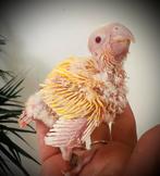 Conure lutino et porteur lutino, Enlèvement