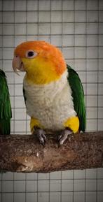 Couple caique tête rouille, Dieren en Toebehoren, Vogels | Parkieten en Papegaaien, Mannelijk