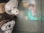 Een mooi koppel postduiven voor de snelheid, Animaux & Accessoires, Oiseaux | Pigeons, Plusieurs animaux, Pigeon voyageur