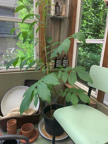 Notenboom beschikbaar voor biedingen