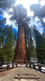 Sequoia (Sequoiadedron Giganteum), Enlèvement