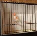 Rood mozaïek mannen te koop, Mannelijk, Kleurkanarie