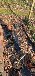 Albizia's, Ophalen, Zomer, Volledige schaduw, Minder dan 100 cm