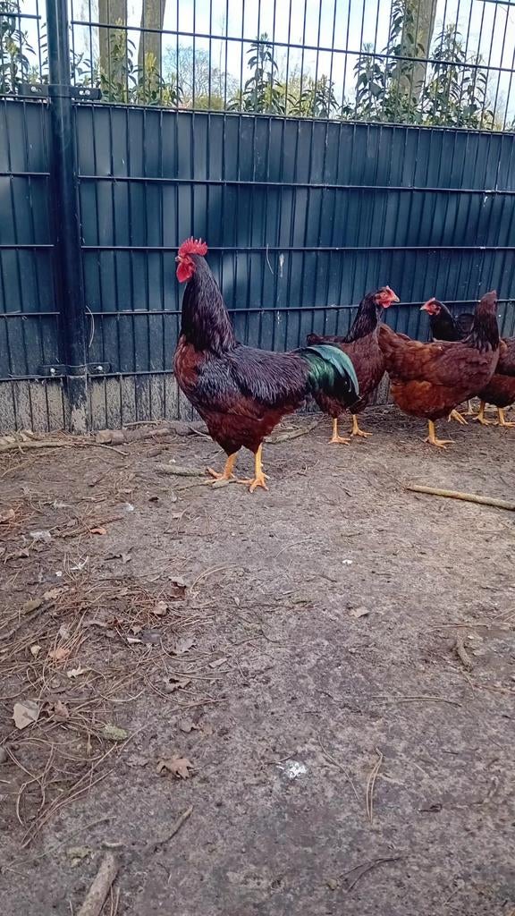 Rhode red island haan, Dieren en Toebehoren, Pluimvee, Mannelijk, Kip