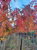 Liquidambar / amberboom, Tuin en Terras, Overige soorten, 250 tot 400 cm, Zomer, Ophalen