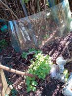 Achter ruit ford orion mk1, Auto-onderdelen, Ophalen, Ford