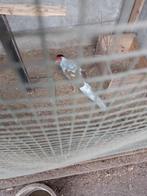 zilverfazant, Animaux & Accessoires, Mâle