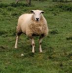 Swifter stamboek ooi te koop, Femelle, Mouton, 0 à 2 ans