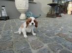 Cavalier King Charles puppy reutje, Dieren en Toebehoren, Parvo, België, Reu, 8 tot 15 weken