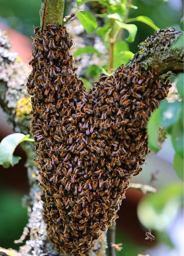 Gratis bijen zwerm weghalen bij jou ?, Bijen