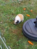 Cavia vrouwtjes, Dieren en Toebehoren, Knaagdieren, September, Meerdere dieren, Cavia