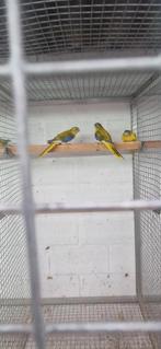 goudgele cinnamon turquoisine 2025, Plusieurs animaux, Perruche, Bagué