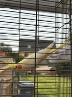 Calopsitte Lutino, Animaux & Accessoires, Sexe inconnu