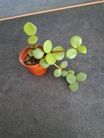 Peperomia hope nr 3, Enlèvement
