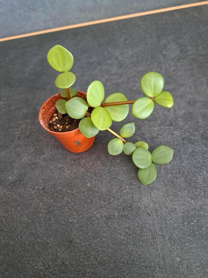 Peperomia hope nr 3, Maison & Meubles, Plantes d'intérieur, Enlèvement