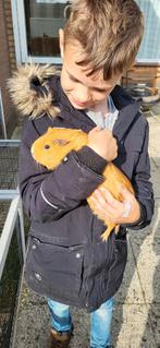 Cavia zeugje gratis, Dieren en Toebehoren, Mei, Vrouwelijk, Cavia