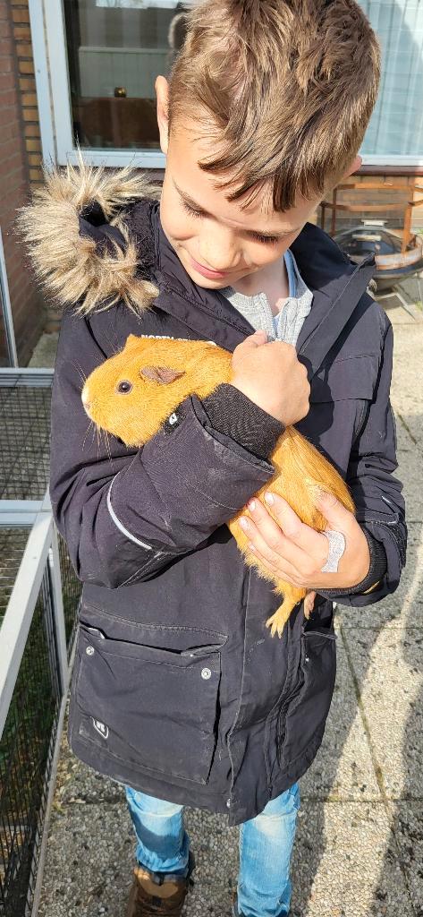 Cavia zeugje gratis, Dieren en Toebehoren, Knaagdieren, Vrouwelijk, Cavia, Mei