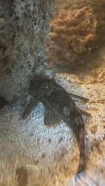 Gratis, Octobre, Sexe inconnu