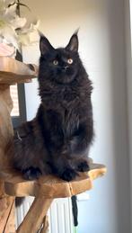 Maine Coon kitten, Dieren en Toebehoren, Poes, Met stamboom, 0 tot 2 jaar