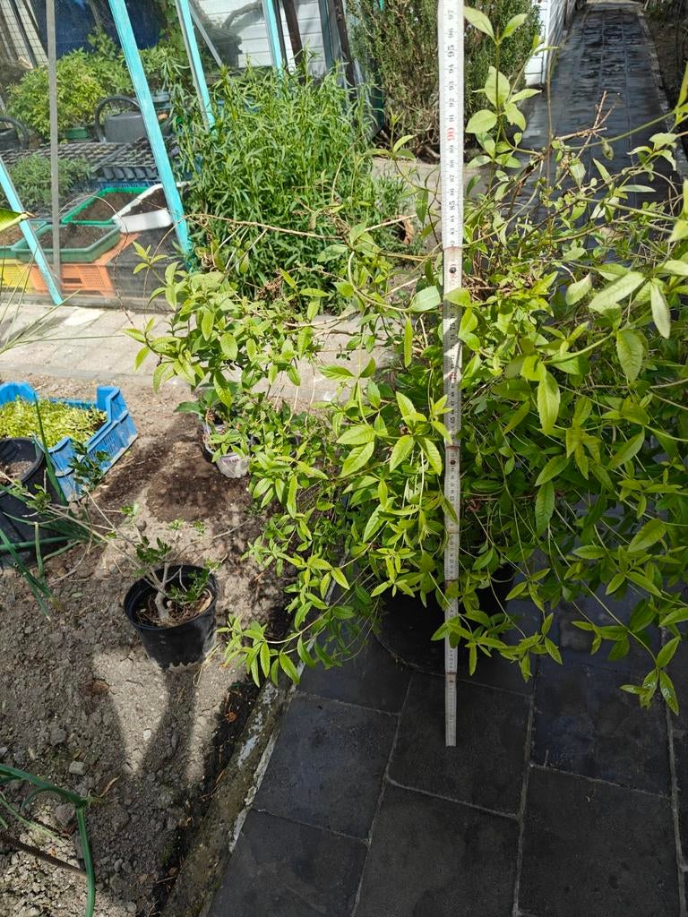 Citroenverbena, Tuin en Terras, Ophalen, Struik