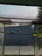 Groenvleugelduif, Dieren en Toebehoren, Vogels | Overige Vogels, Meerdere dieren