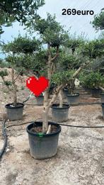 ‼️olijfbomen olea europaea plato aan stuntprijzen ‼️, Tuin en Terras, Ophalen