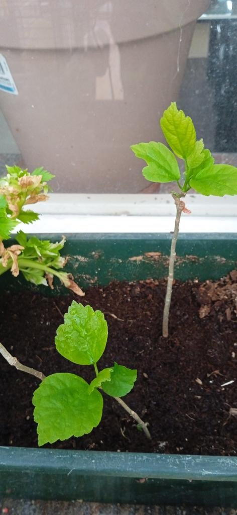 Planten, Ophalen of Verzenden