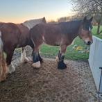 Trekpaard, Animaux & Accessoires, Chevaux, 165 à 170 cm, Non dressé, Cheval d'attelage, Avec pedigree